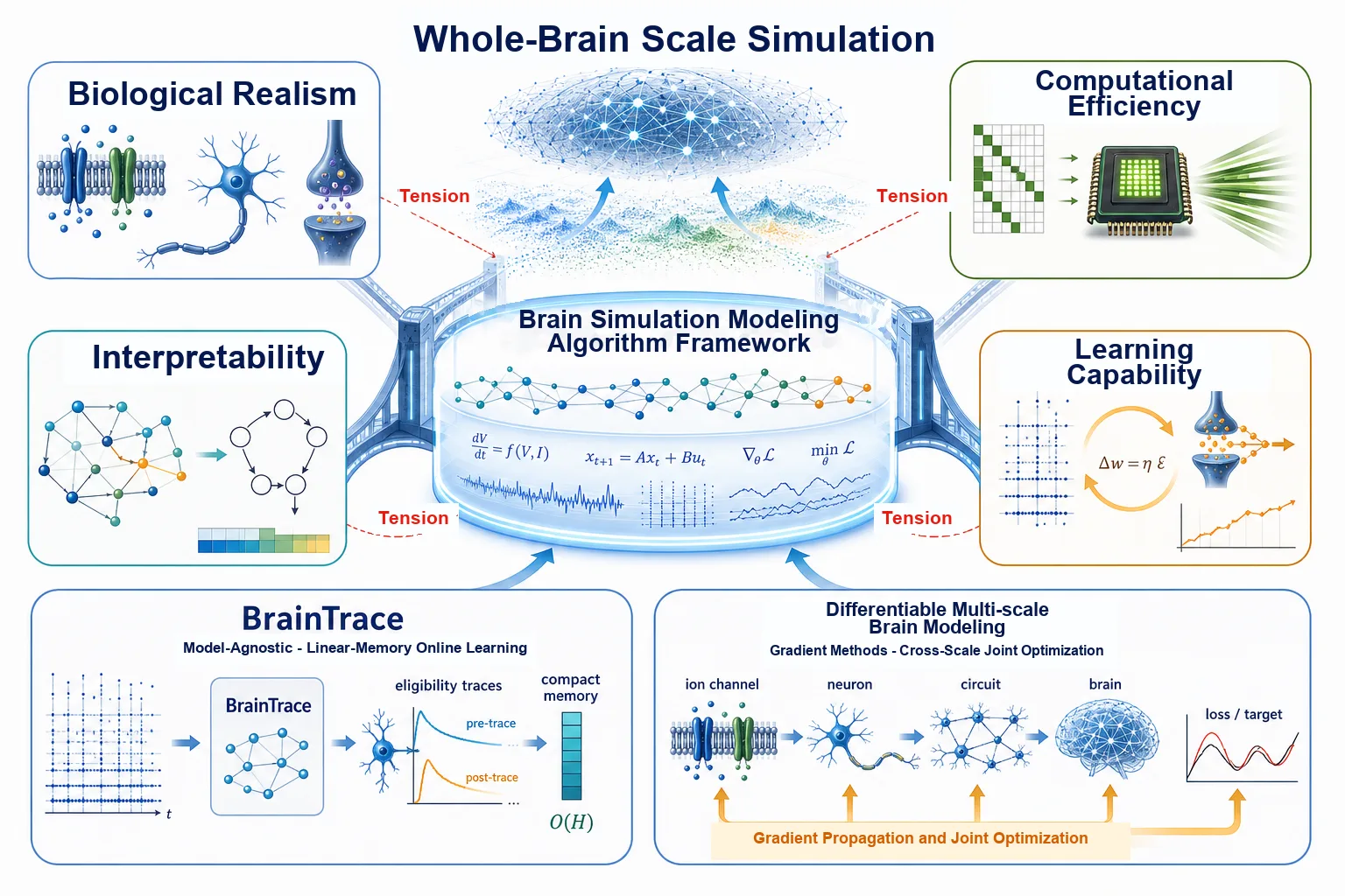 Brain Simulation Algorithms